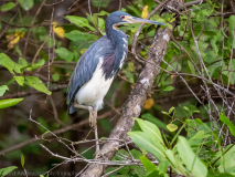Tricolored Heron