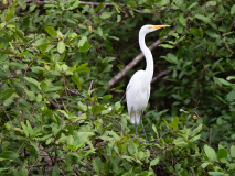 Great Egret