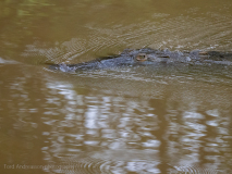 American crocodile