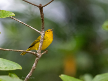Yellow warbler