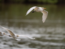 Cattle egret