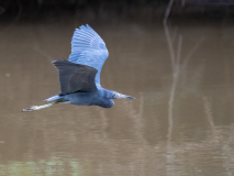Little Blue Heron