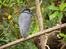 Boat-billed Heron