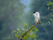 Black-crowned night heron