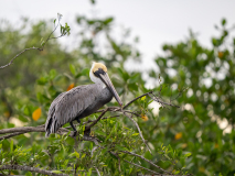 Brown Pelican