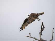 Osprey