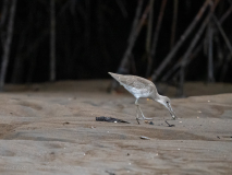Dowitcher