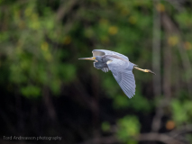 Tricolored Heron