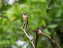 Brown-crested Flycatcher