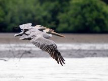 Brown Pelican