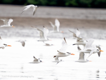 Royal Tern