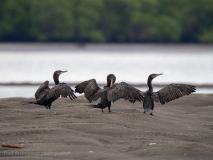 Neotropic cormorant