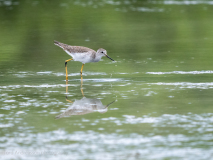 Lesser Yellowlegs