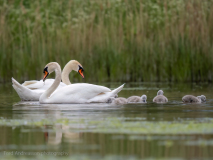 Knölsvan