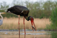 Svart stork