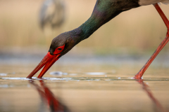 Svart stork