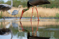 Svart stork