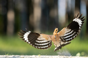 Ungern | Härfåglar / Hoopoes