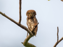 Jungle owlet