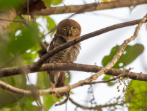 Jungle owlet