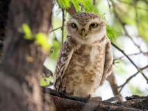 Spotted owlet