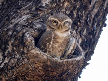 Spotted owlet