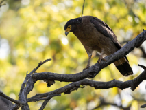 Crested serpent eagle