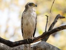 White-eyed buzzard
