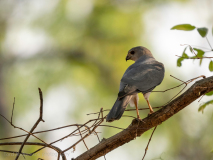 Shikra