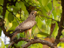 White-eyed buzzard