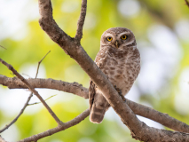 Spotted owlet