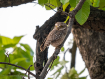 Spotted owlet