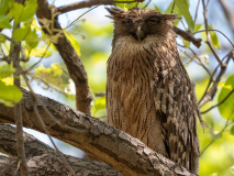 Brown fish owl