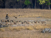 Long-billed vultures
