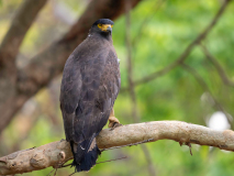 Crested serpent eagle