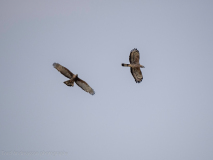 Oriental honey buzzard
