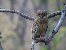 Brown fish owl