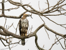 Changeable hawk eagle