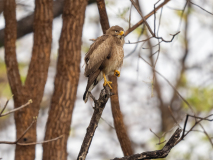 White-eyed buzzard