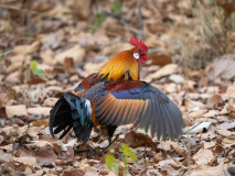 Red junglefowl
