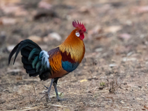Red junglefowl