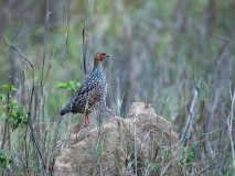 Painted spurfowl