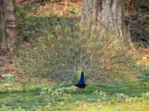 Peacock