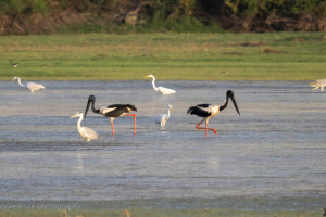 India | Rajasthan | Keoladeo
