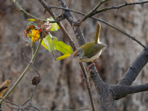 Common tailorbird