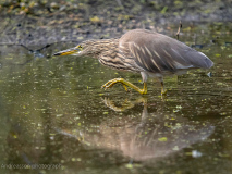 Indian pond heron