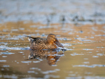 Northern shoveler