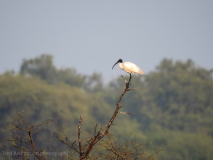 Black-headed ibis