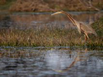Purple heron
