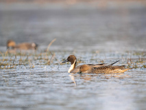 Northern pintail